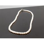 FRESHWATER PEARL NECKLET ON SILVER CATCH