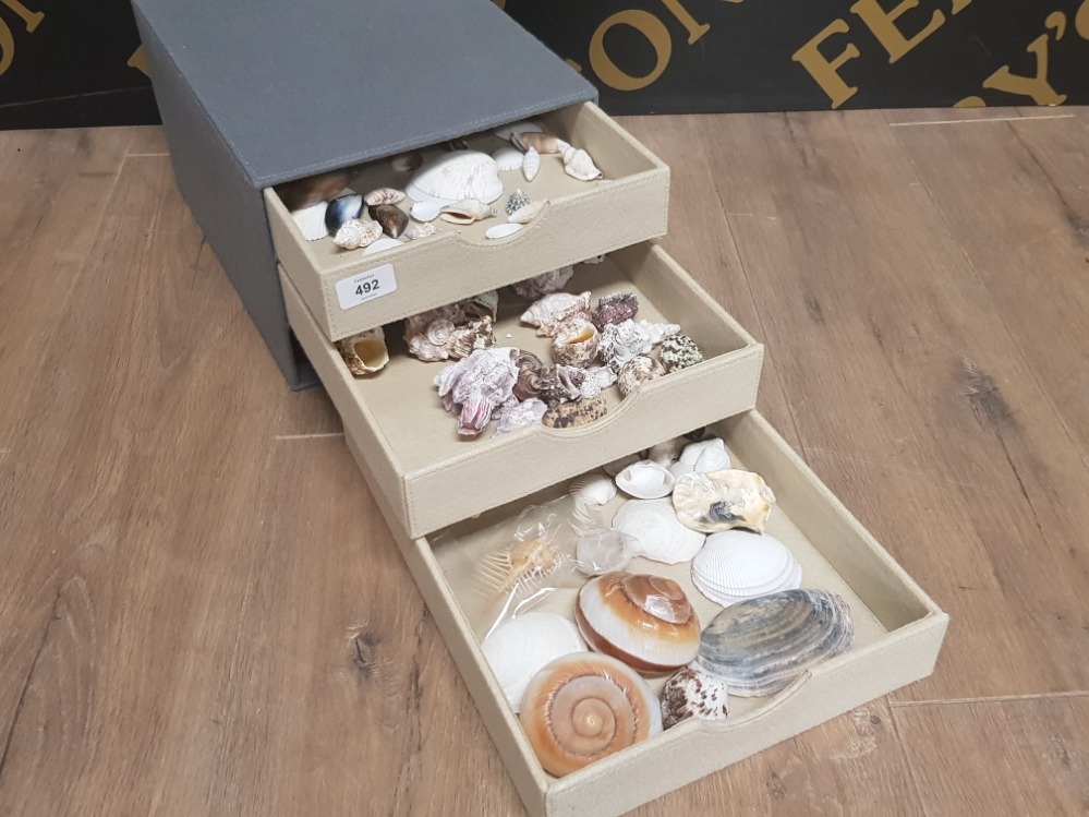 3 DRAWERS OF SEA SHELLS