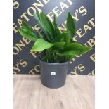 A LARGE ASPIDISTRA PLANT