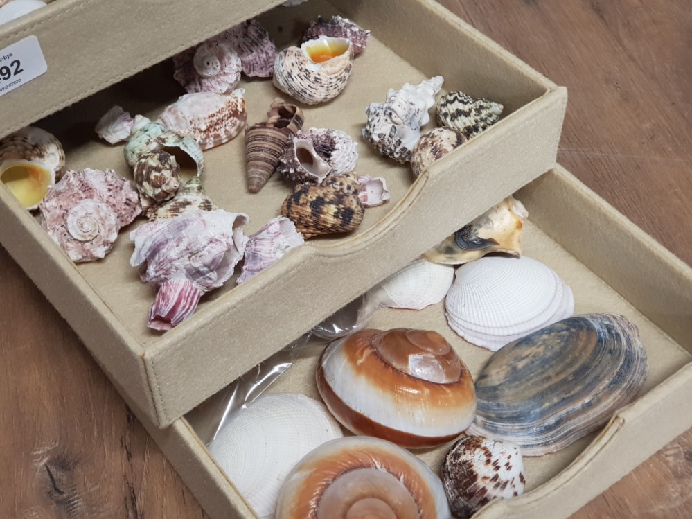 3 DRAWERS OF SEA SHELLS - Image 2 of 2