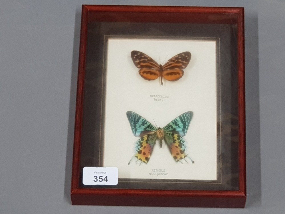 TWO FRAMED BUTTERFLIES HELICONIUS FROM BRAZIL AND RIPHEUS FROM MADAGASCAR