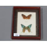 TWO FRAMED BUTTERFLIES HELICONIUS FROM BRAZIL AND RIPHEUS FROM MADAGASCAR