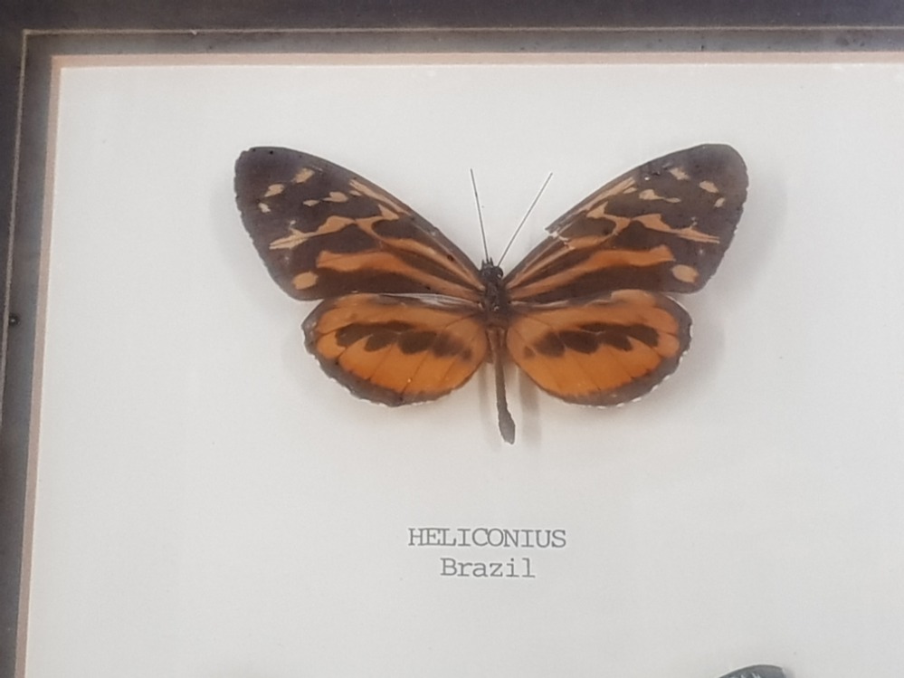 TWO FRAMED BUTTERFLIES HELICONIUS FROM BRAZIL AND RIPHEUS FROM MADAGASCAR - Image 2 of 3