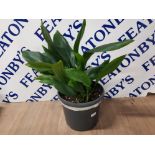 A LARGE ASPIDISTRA PLANT IN BLACK POT