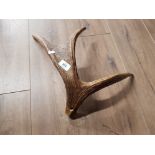 SINGLE ANTLER FROM A FALLOW DEER