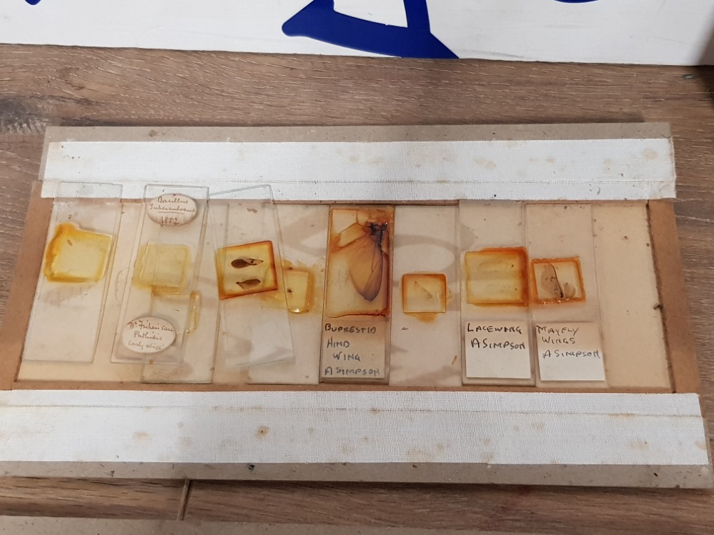 A COLLECTION OF VICTORIAN MICROSCOPE SLIDES TO INCLUDE MAYFLY WING ALGAE ETC - Image 2 of 7