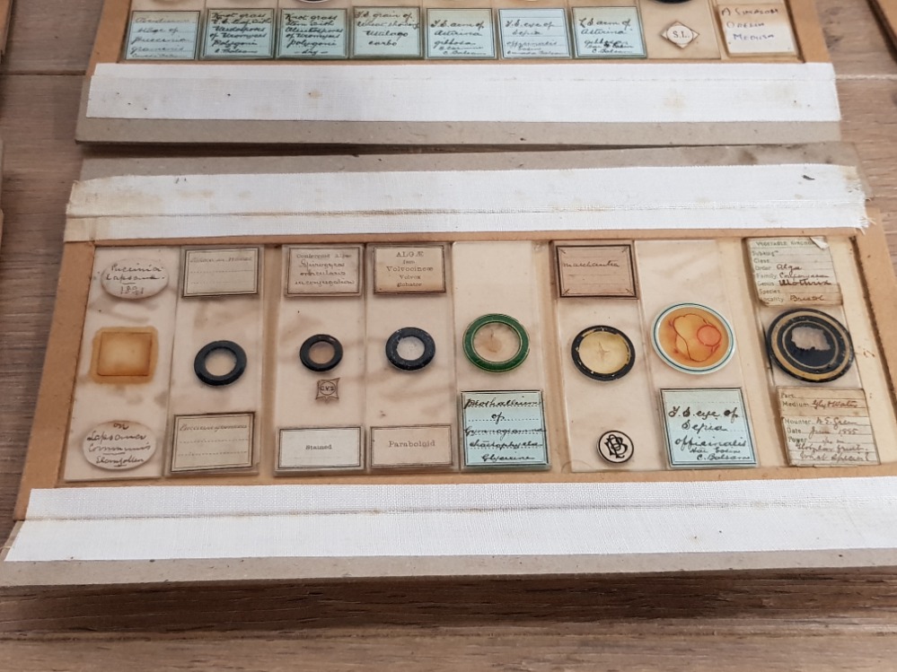 A COLLECTION OF VICTORIAN MICROSCOPE SLIDES TO INCLUDE MAYFLY WING ALGAE ETC - Image 5 of 7