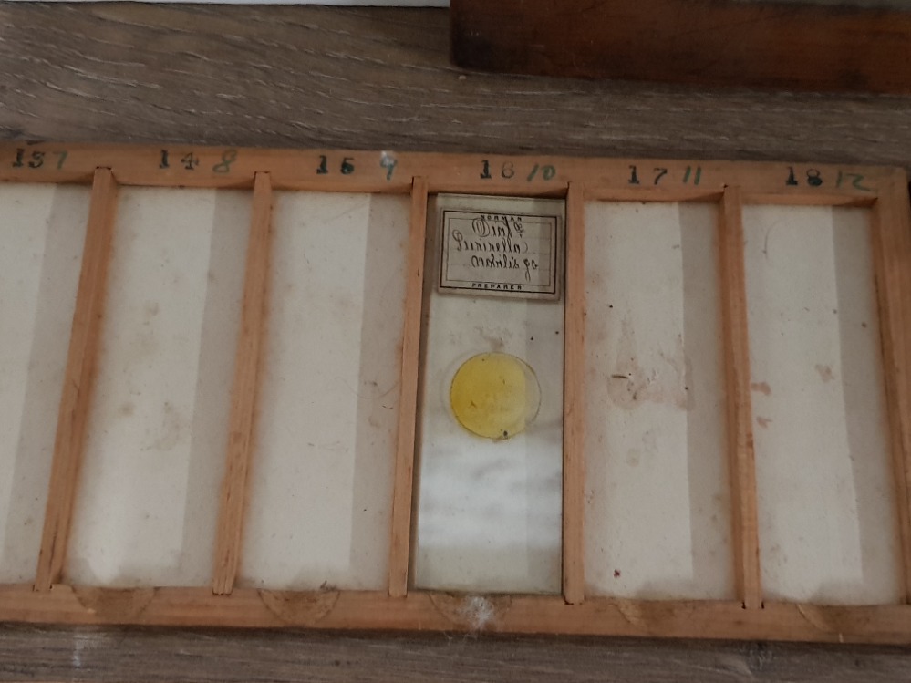 A COLLECTION OF VICTORIAN MICROSCOPE SLIDES TO INCLUDE BALSAM MOULD FROM STALE BREAD ETC - Image 2 of 5