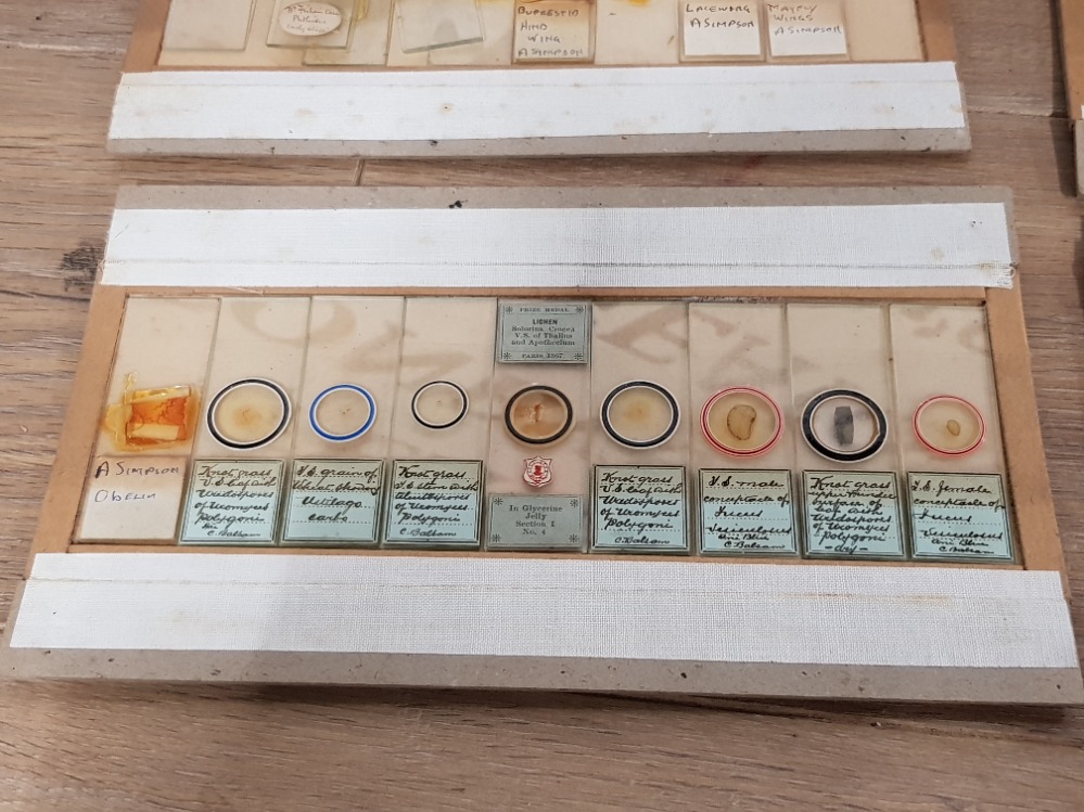 A COLLECTION OF VICTORIAN MICROSCOPE SLIDES TO INCLUDE MAYFLY WING ALGAE ETC - Image 3 of 7