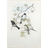 Two hand coloured lithographs after J Gould & H C Richter,