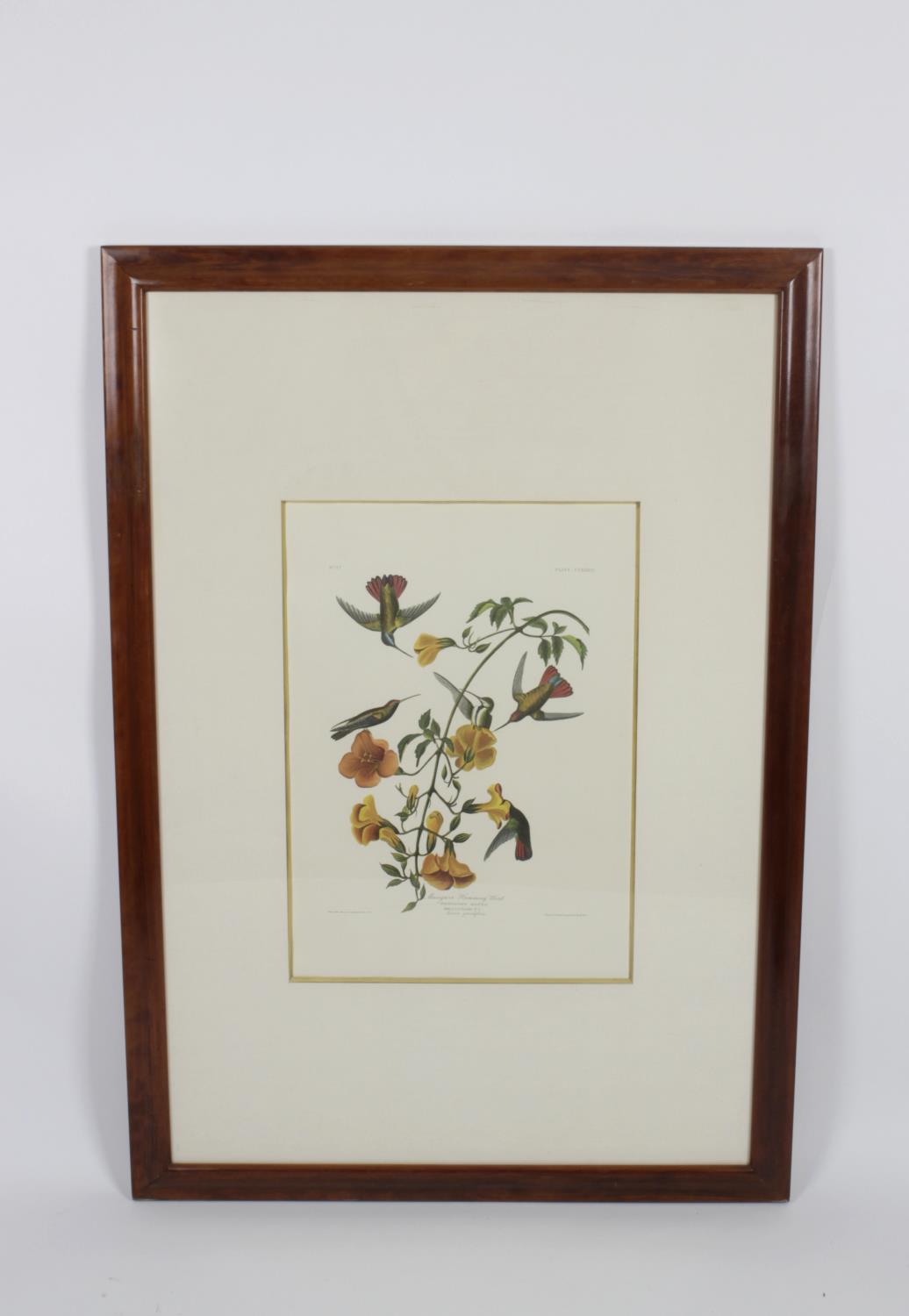 After John James Audubon - 14 framed and glazed photolithographs, - Image 15 of 15