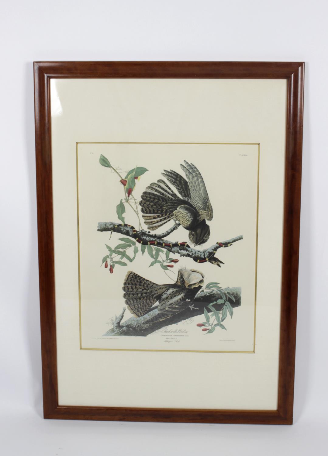 After John James Audubon - 14 framed and glazed photolithographs, - Image 6 of 15