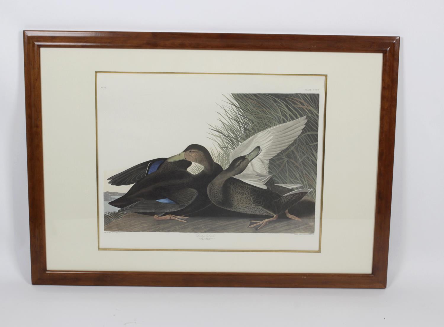 After John James Audubon - 14 framed and glazed photolithographs, - Image 11 of 15