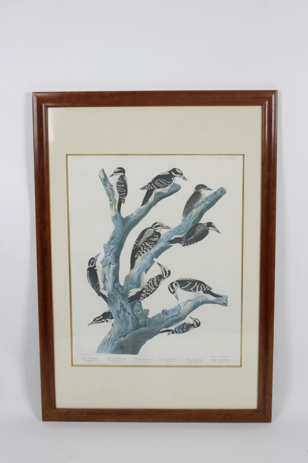 After John James Audubon - 14 framed and glazed photolithographs, - Image 10 of 15