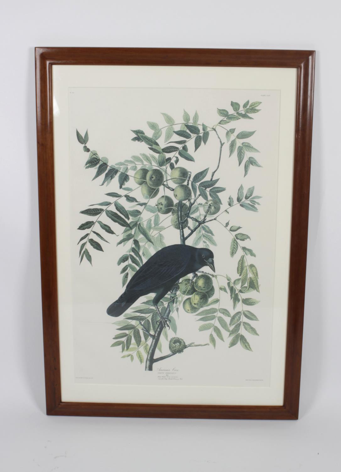 After John James Audubon - 14 framed and glazed photolithographs, - Image 14 of 15