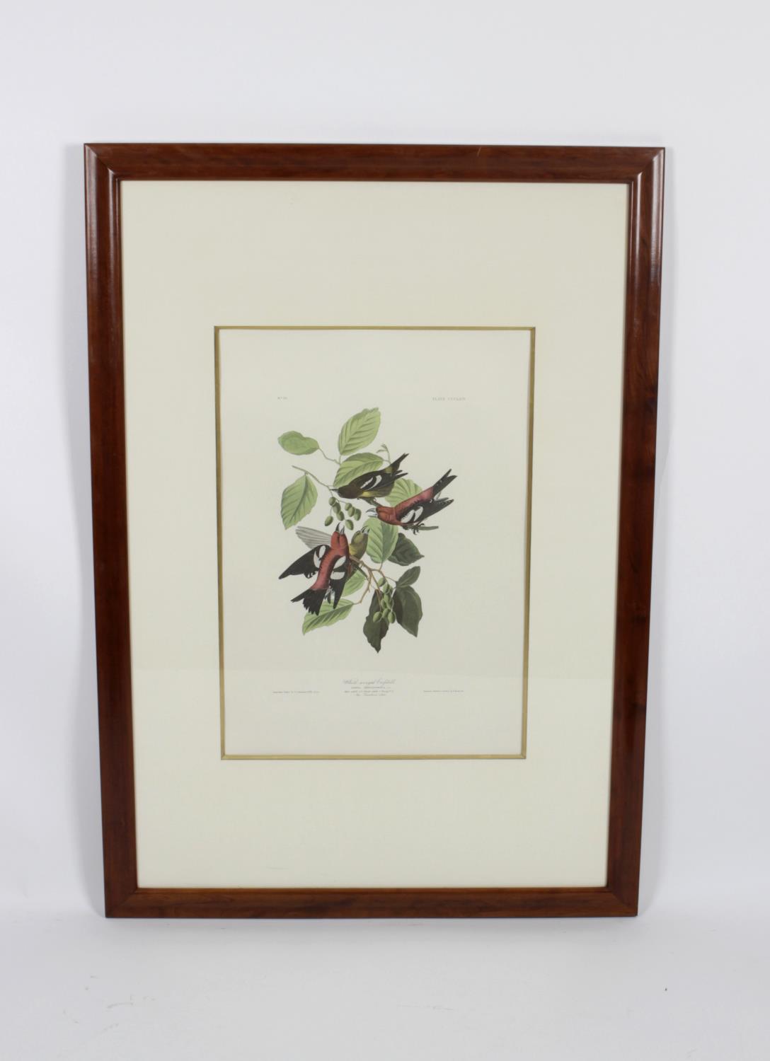 After John James Audubon - 14 framed and glazed photolithographs, - Image 7 of 15