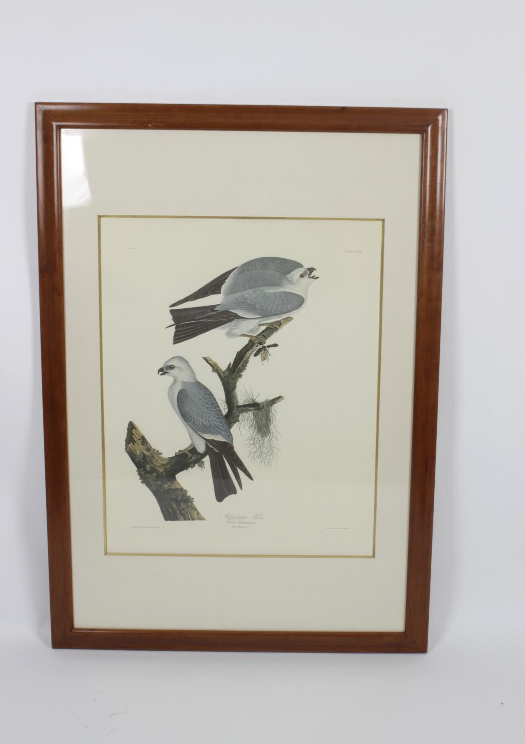 After John James Audubon - 14 framed and glazed photolithographs, - Image 12 of 15