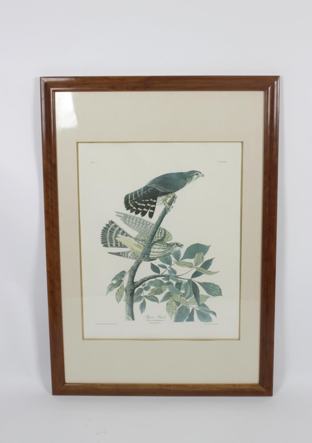 After John James Audubon - 14 framed and glazed photolithographs, - Image 13 of 15