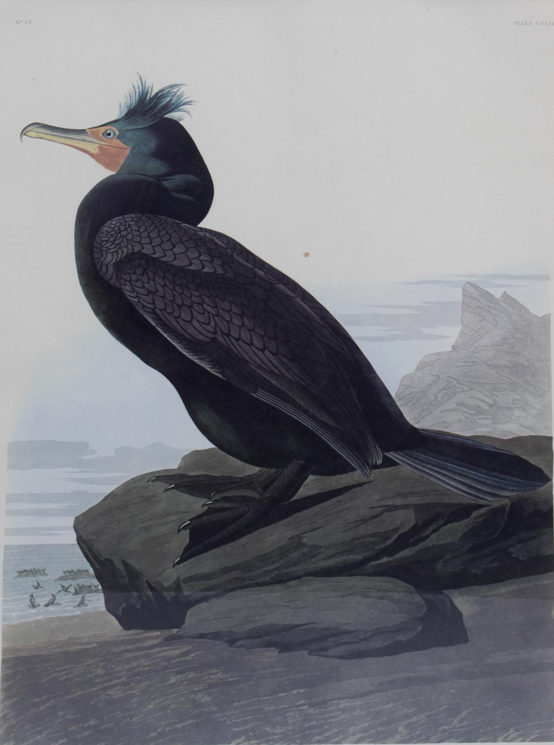 After John James Audubon - 14 framed and glazed photolithographs,