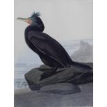 After John James Audubon - 14 framed and glazed photolithographs,