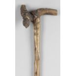 A 19th century thorn wood walking cane,
