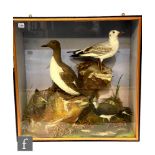 A taxidermy study by Henry Shaw Shrewsbury containing four birds, a kittiwake, a guillimott, a pee-