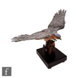 A later 20th Century bisque model of a peregrine falcon in flight with applied bronzed claws above a