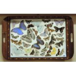 An unusual and attractive inlaid mahogany Butterfly Tea Tray,