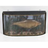 Taxidermy: An oak cased model of a Bream Fish, in naturalistic background and with domed glass.