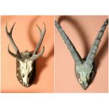 Taxidermy: A set of Gazelle Horns with skull,