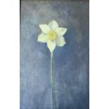 Countess Constance Markievicz (1868 - 1927) "Study of a Daffodil, in a Bottle," O.O.C., approx.