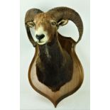 Taxidermy A stuffed and mounted Mouflon Head,