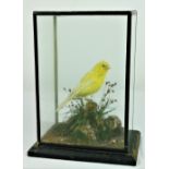 Taxidermy: A small cased Canary.