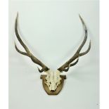 Taxidermy: A mounted Deer Skull and Antlers with eight tips, on oak plaque.