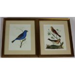 An extremely attractive set of four colourful Bird Prints, each within ivory mount and gilt frame,