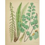 Coloured Plates: Moore (Thomas) A Popular History of the British Ferns and the Allied Plants, sq.