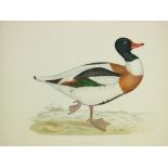Fine Hand-Colour Bird Plates Morris - British Game Birds,