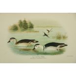 Coloured Plates: Baker (E.C. Stuart) The Indian Ducks and Their Allies, lg. 4to (R.J.