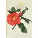 Coloured Plates: Flora and Sylva, A Monthly Review for Lovers of Garden, Woodland, Tree or Flower,