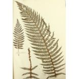 Ferns: A very large (approx. 29" x 21") Album of Dried Specimens of Ferns, approx.