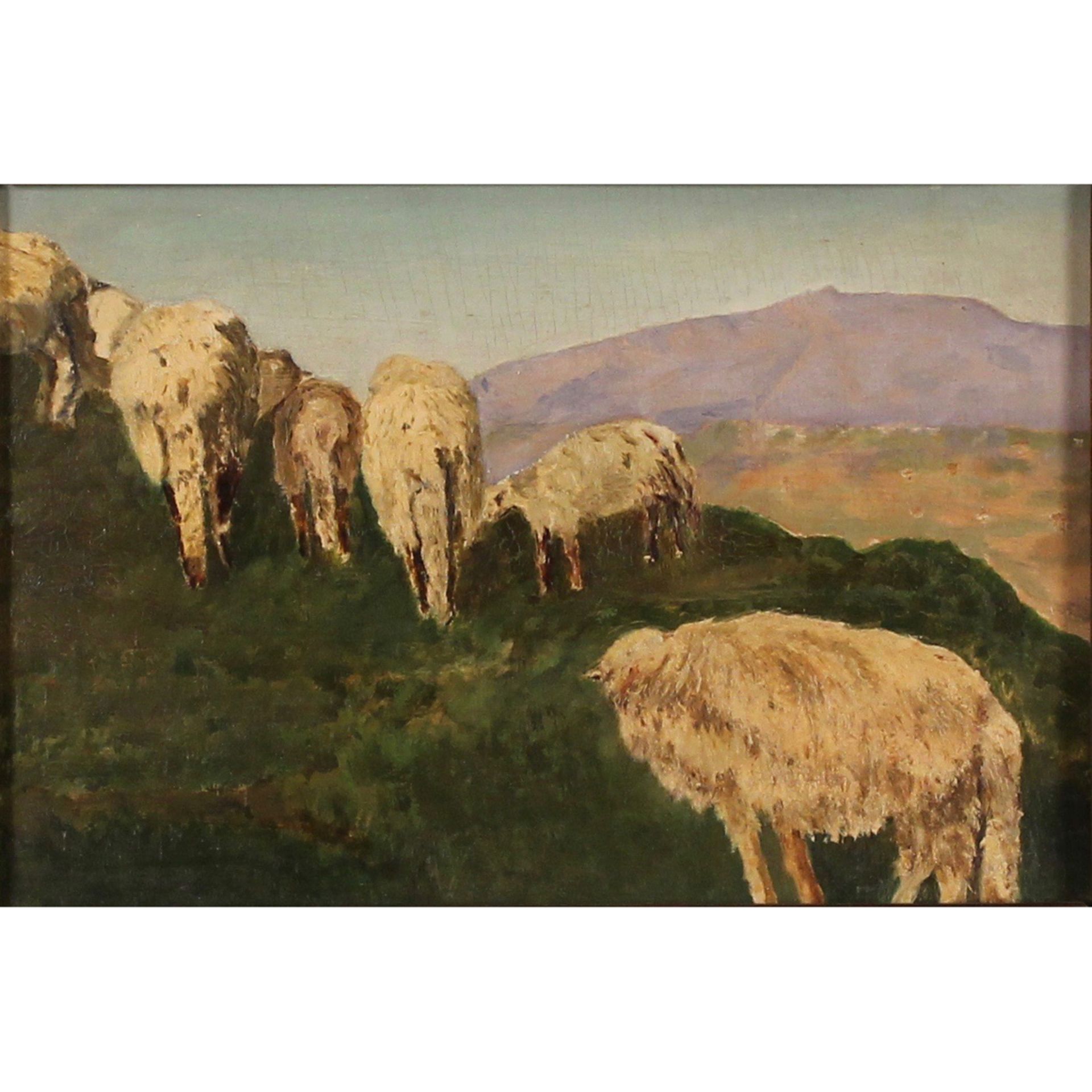 PECORE AL PASCOLO - SHEEP AT THE PASTURE