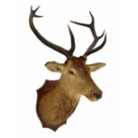 Taxidermy interest - large Stag head, on a wooden shield mount, 50 "high approx