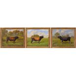 W.A. Clarke (20th century) - Three prize Jersey bulls, each inscribed and dated, oils on canvas, 16"