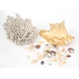 Coral specimen, 10" across; together with a large sea shell and collection of miniature shells