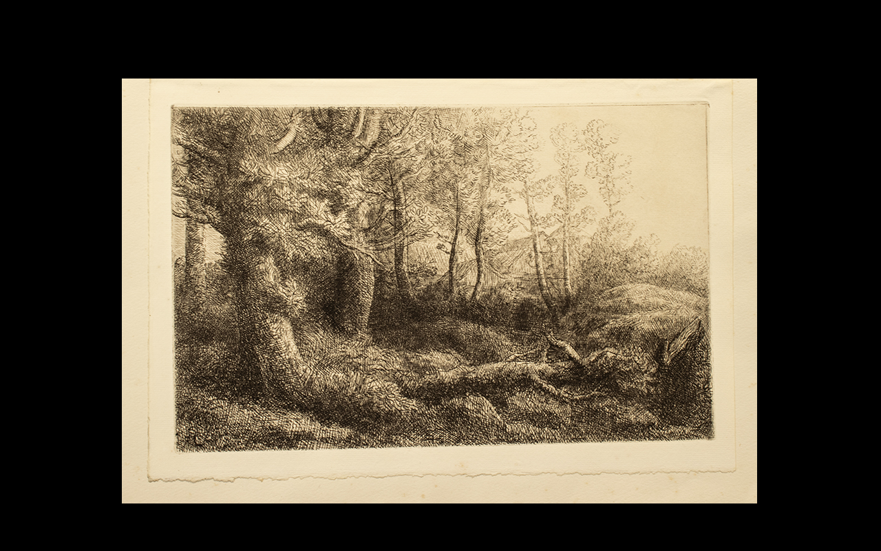 Alophonse Legros (1837-1911) Etching. An original plate entitled 'A Woodland Study'. Unframed.