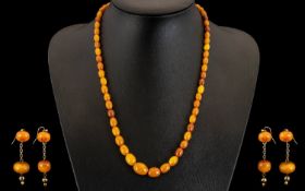 A Superb Quality Early 20th Century Butterscotch Natural Amber Beaded Graduated Necklace. With