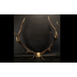 Pair of Large Antlers. Antlers ideal designer use, decorative purposes.