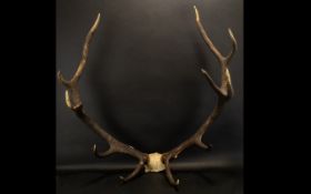 Pair of Large Antlers. Antlers ideal designer use, decorative purposes.