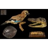 Taxidermy Interest comprising antique stuffed jay on branch, alligator head,