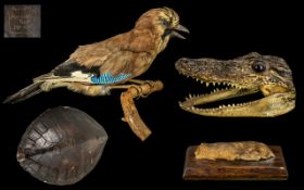 Taxidermy Interest comprising antique stuffed jay on branch, alligator head,